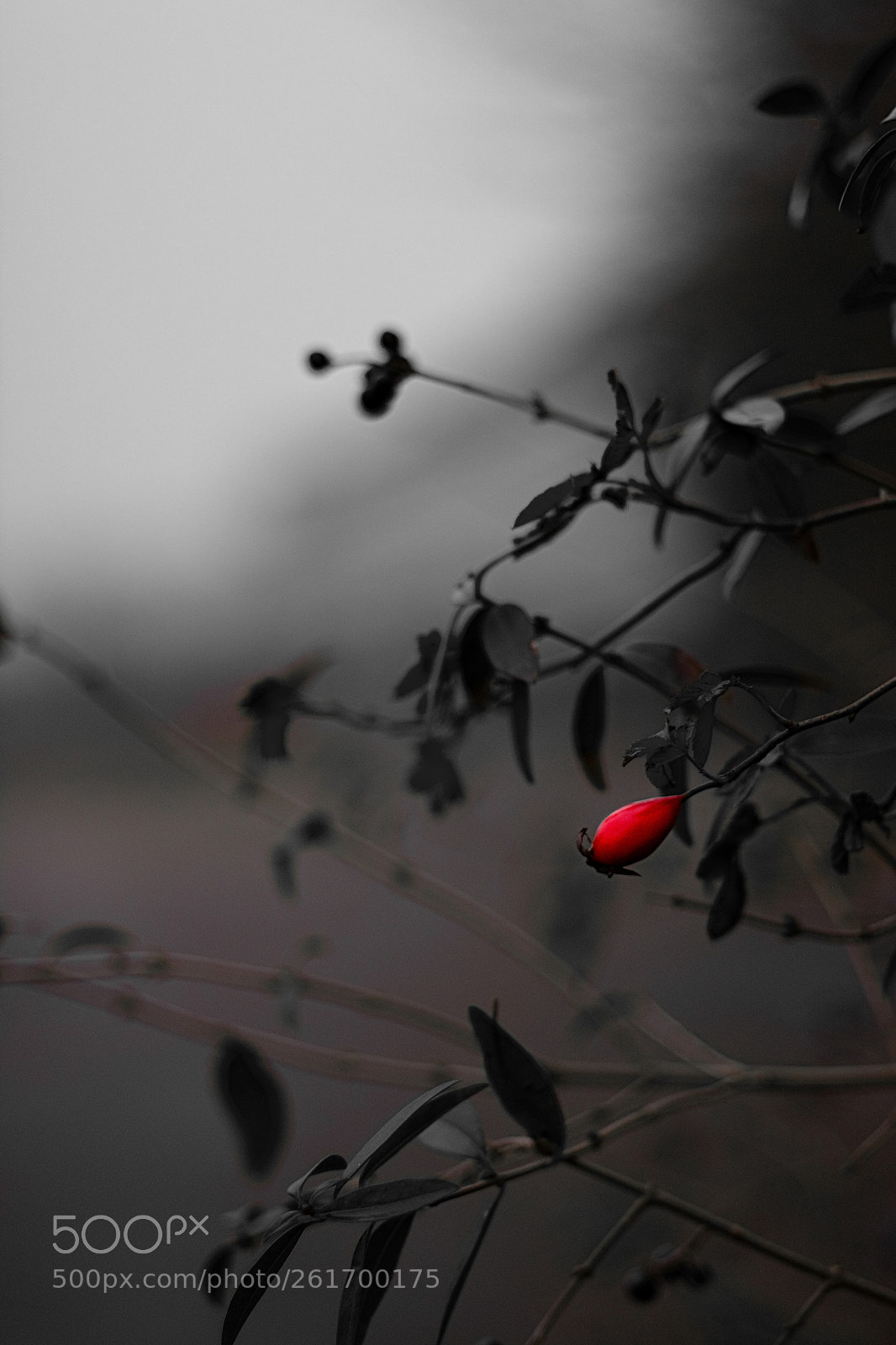 Nikon D7100 sample photo. Gray winter in hamburg photography