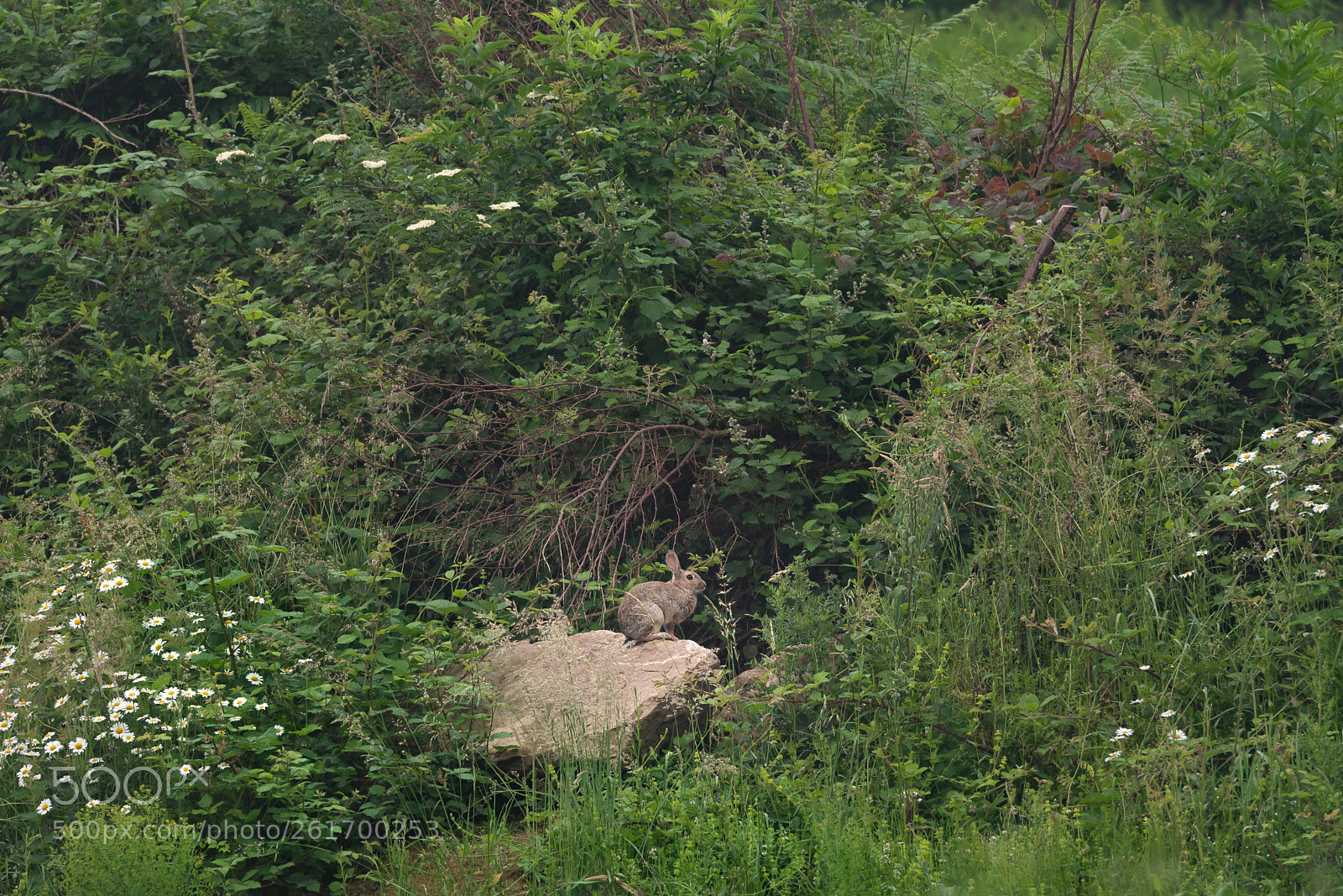 Nikon D750 sample photo. Peter rabbit on a photography