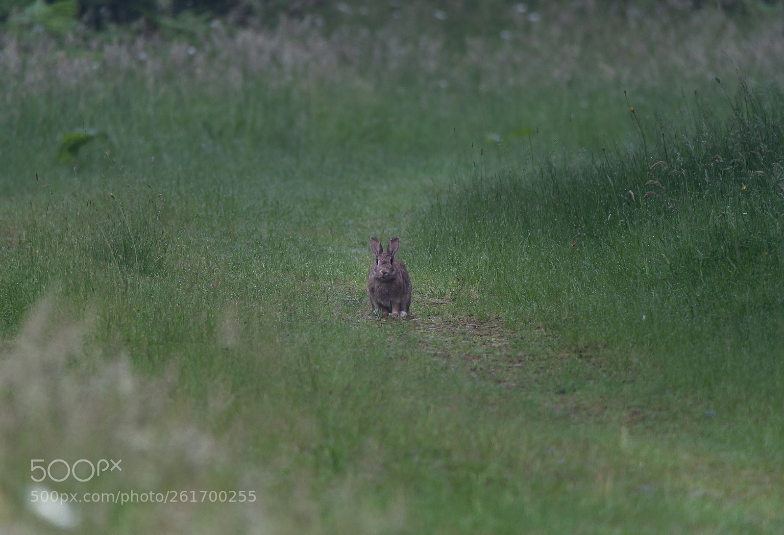Nikon D750 sample photo. Peter rabbit on a photography
