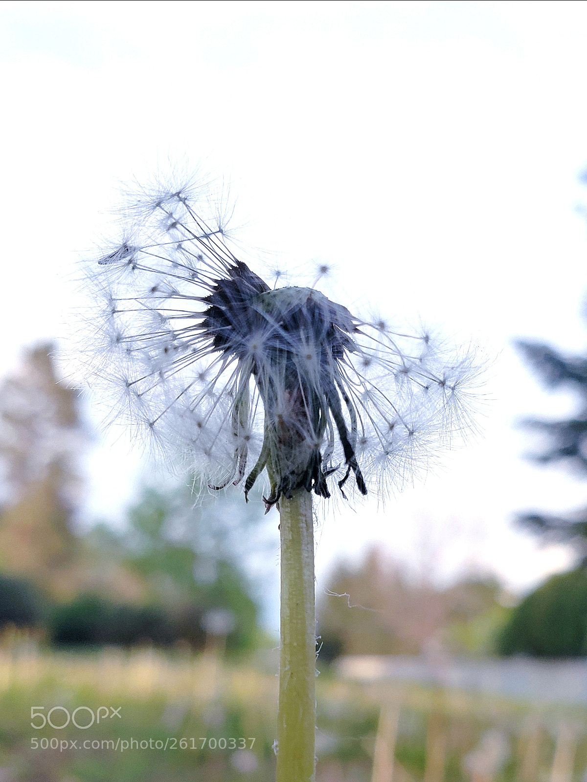 Samsung Galaxy S9+ sample photo. Dandelion photography
