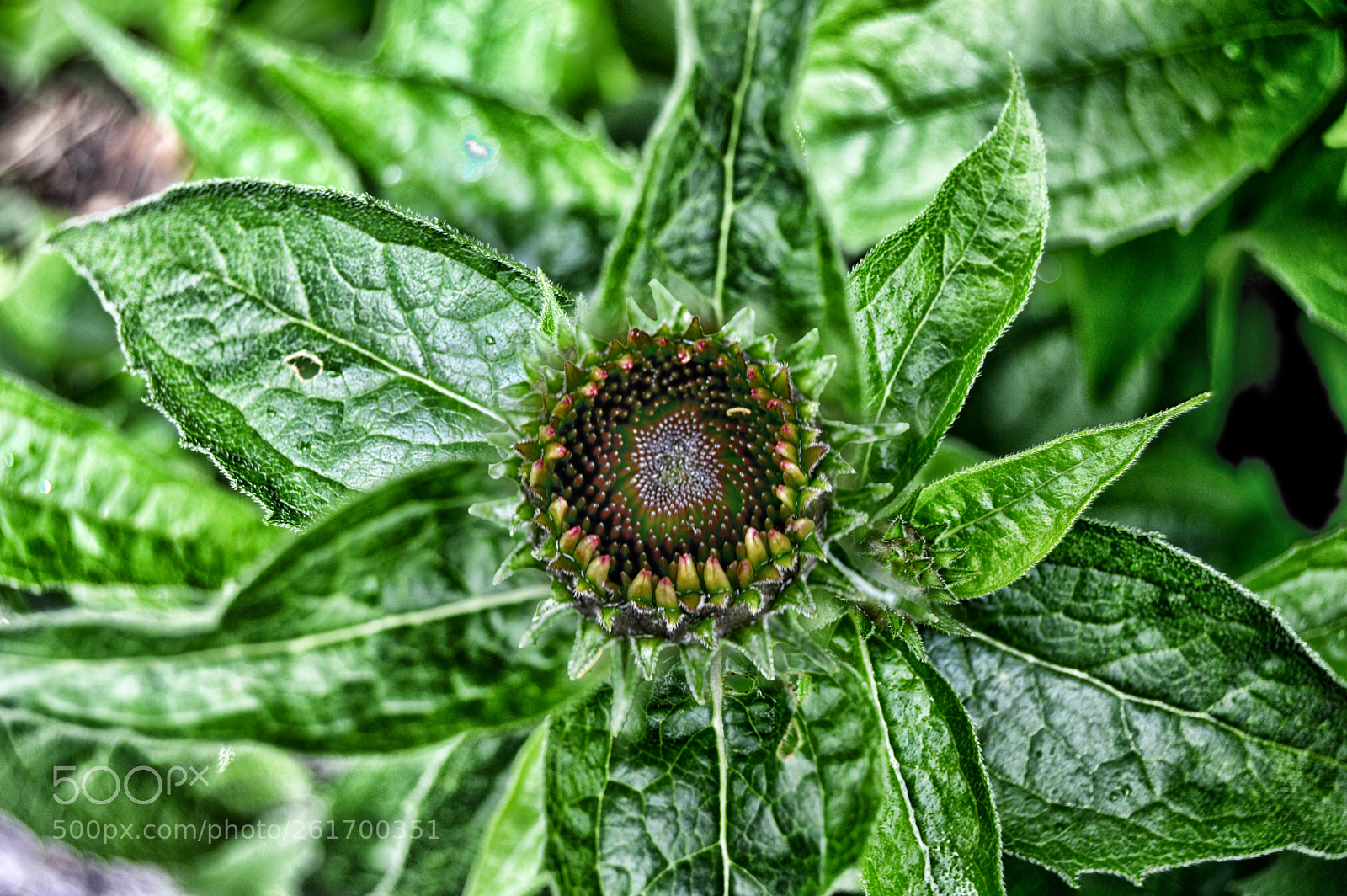 Nikon D3200 sample photo. Flower about to bloom photography