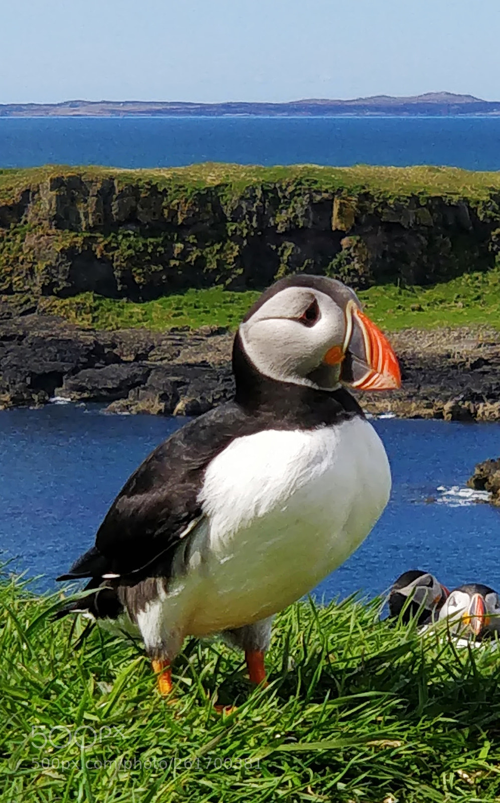OnePlus 5 sample photo. Puffin photography