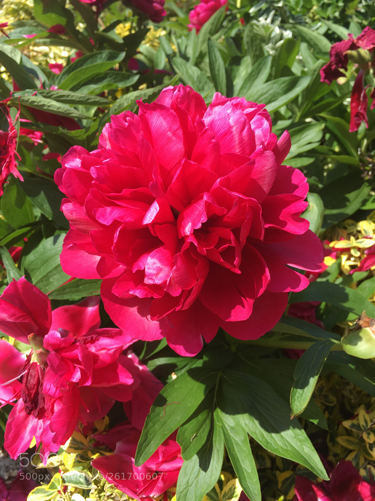 Apple iPhone SE sample photo. Peony rose photography