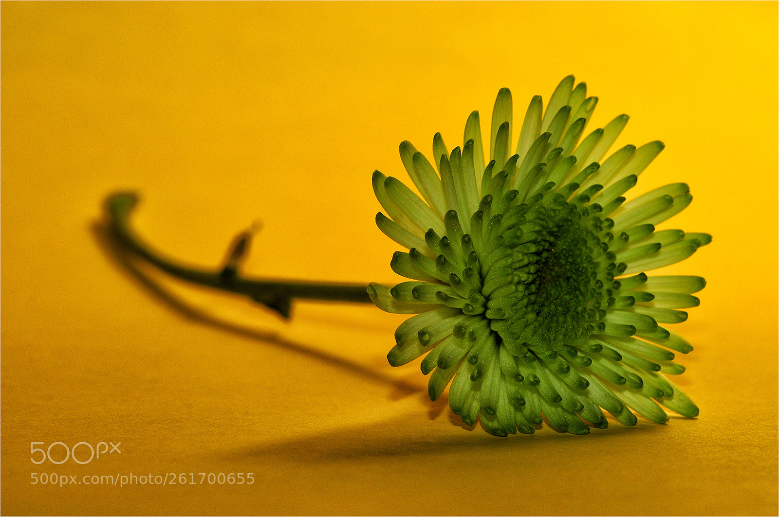 Nikon D300 sample photo. Green on mustard photography