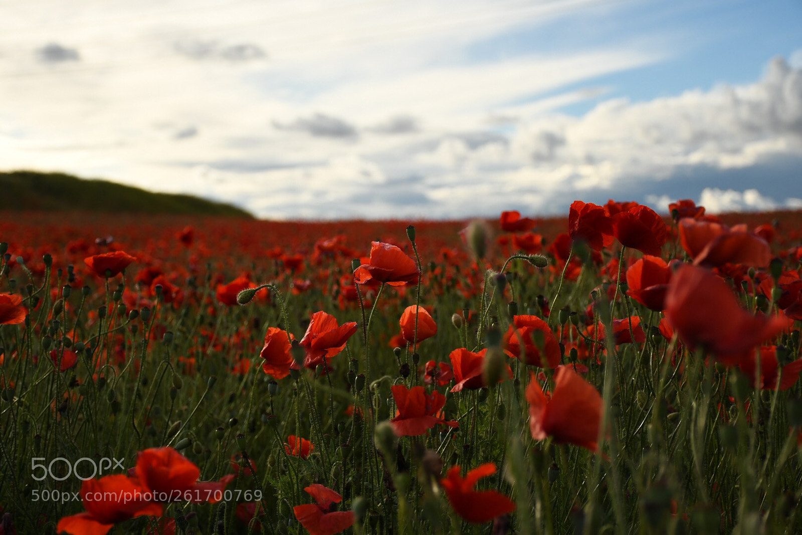 Nikon D7500 sample photo. Un mar de amapolas  photography