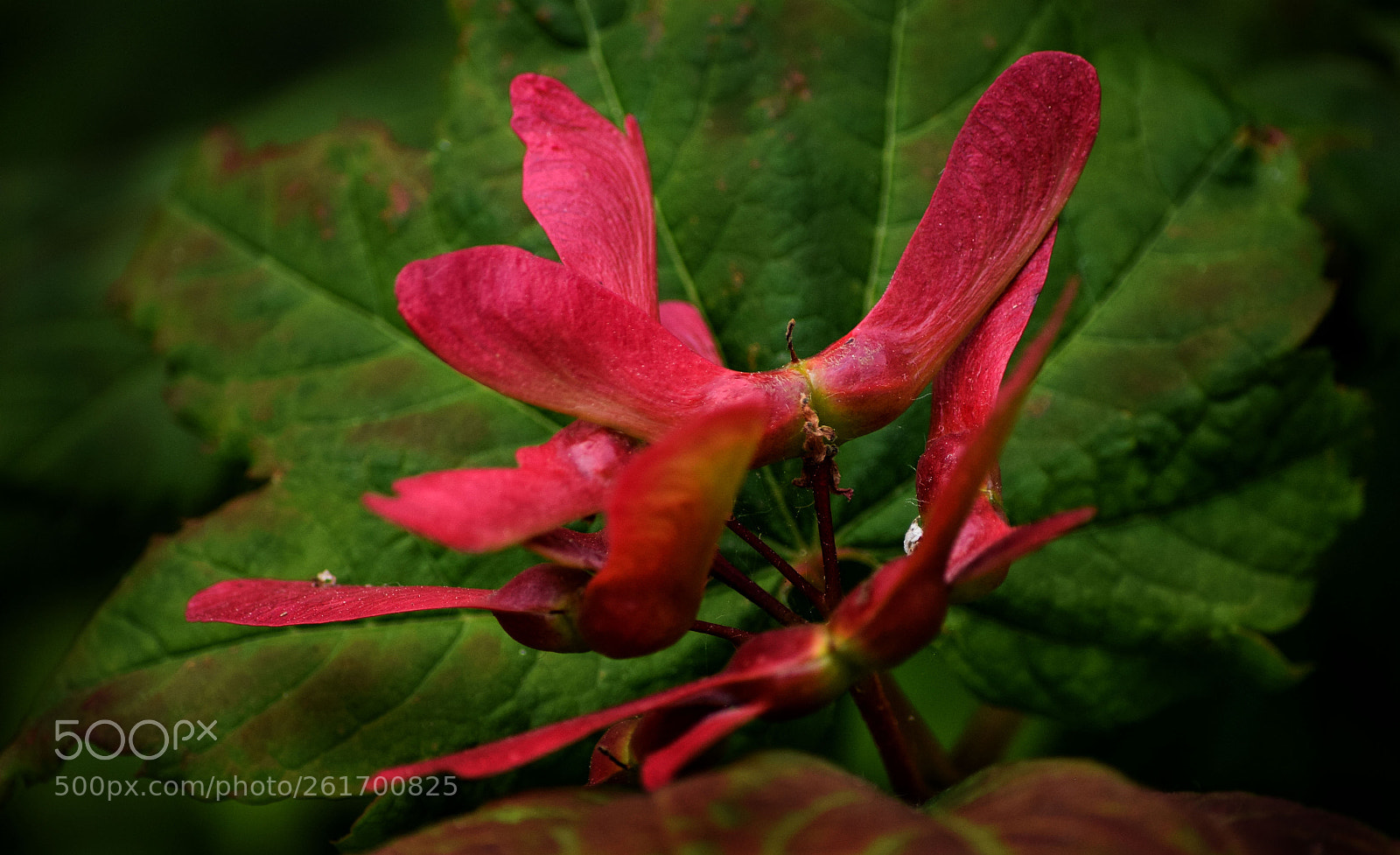 Nikon D3300 sample photo. Oregon grape photography