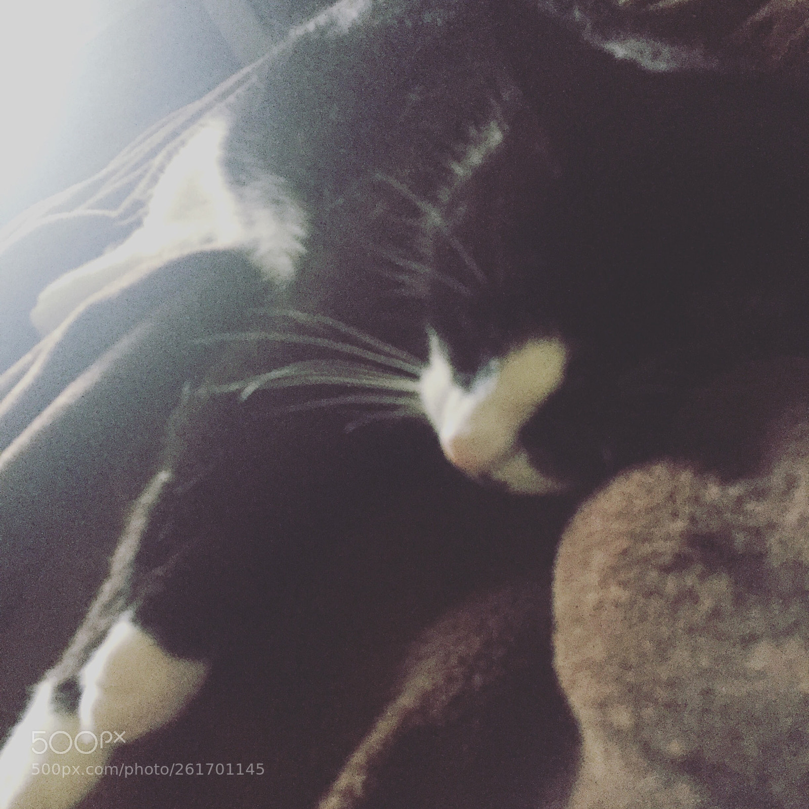 Apple iPhone 6 sample photo. Never alone photography