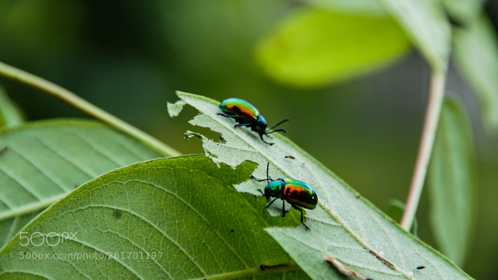 Sony a6000 sample photo. Eating photography