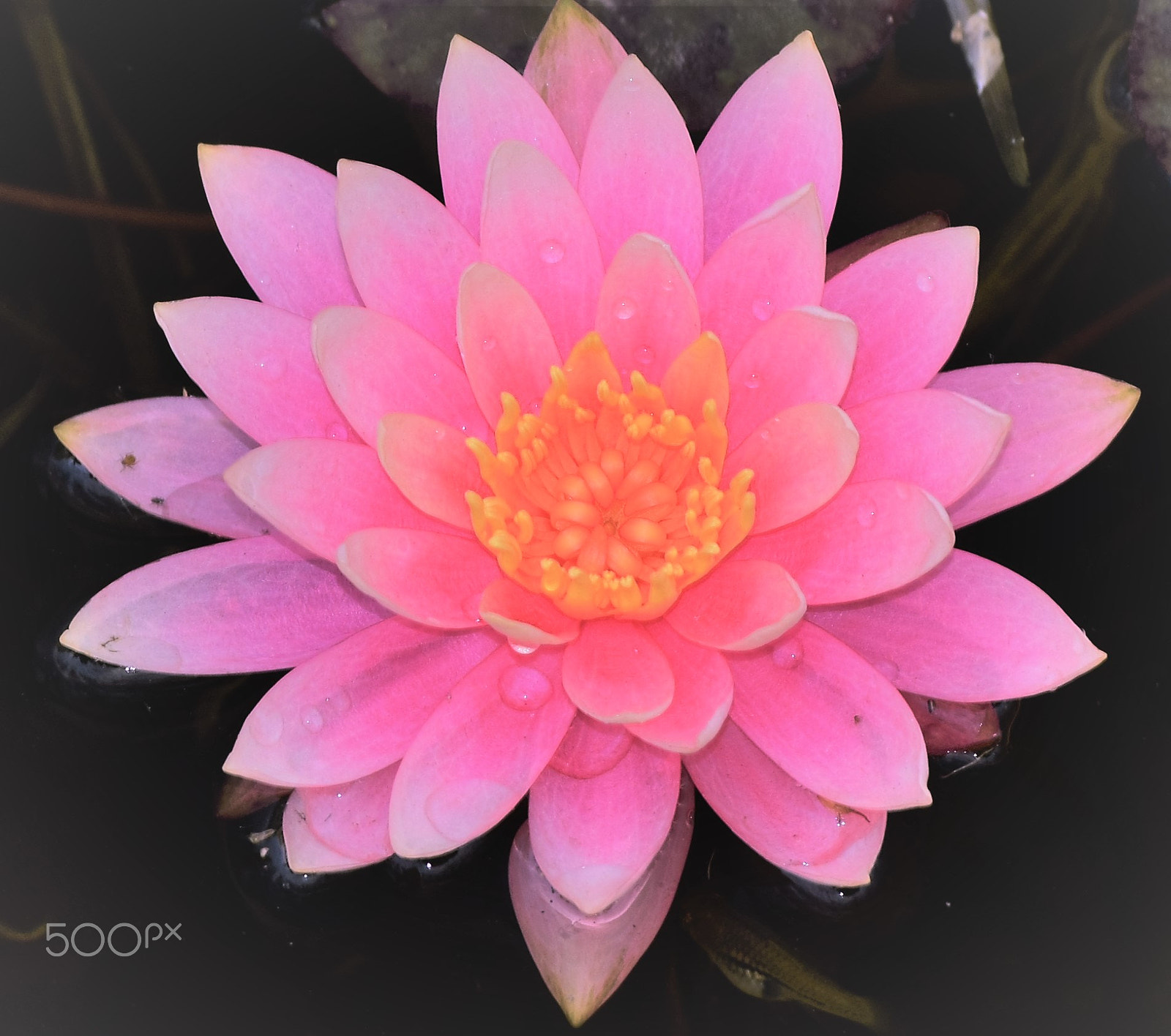 Nikon D3300 sample photo. Water lilly photography