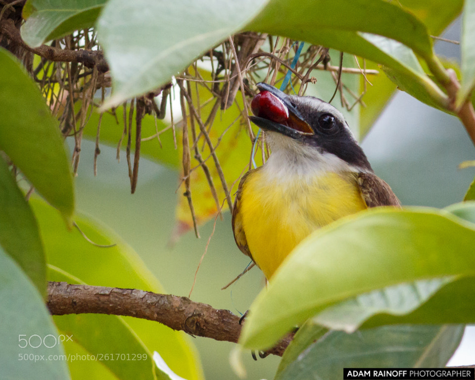 Canon EOS 70D sample photo. Rusty margined flycatcher la photography
