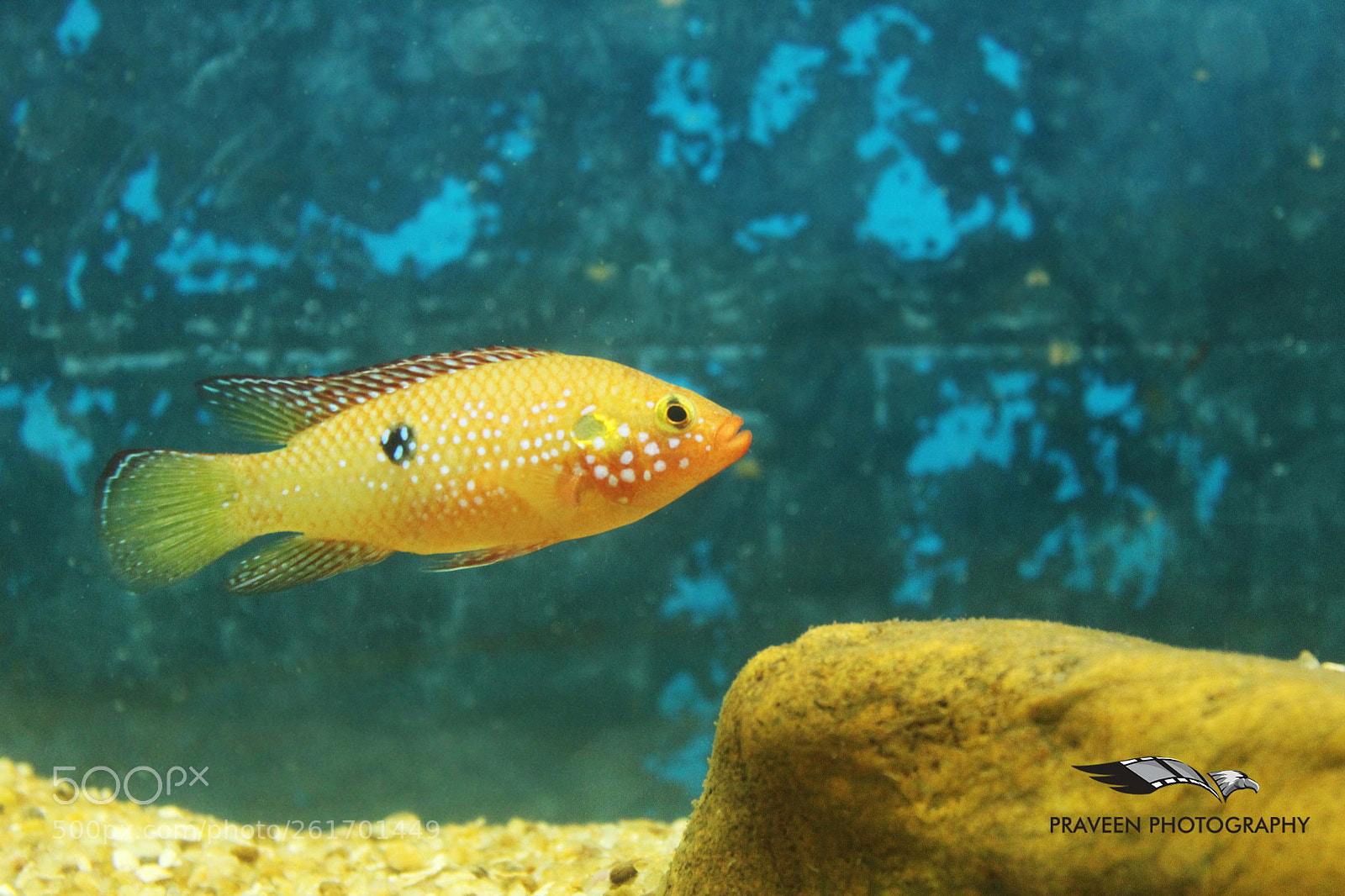 Canon EOS 1200D (EOS Rebel T5 / EOS Kiss X70 / EOS Hi) sample photo. Golden fish photography