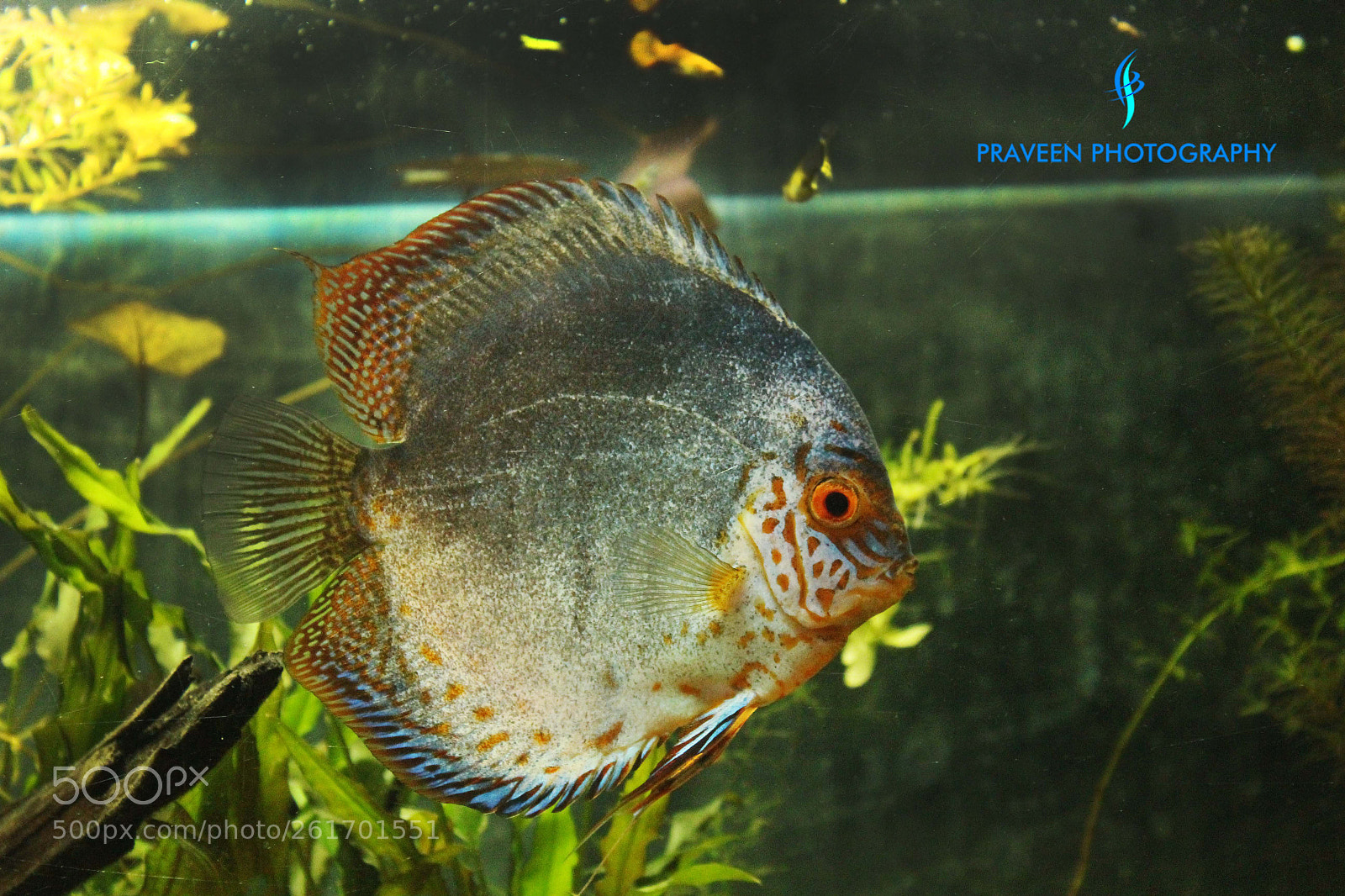 Canon EOS 1200D (EOS Rebel T5 / EOS Kiss X70 / EOS Hi) sample photo. Fish photography