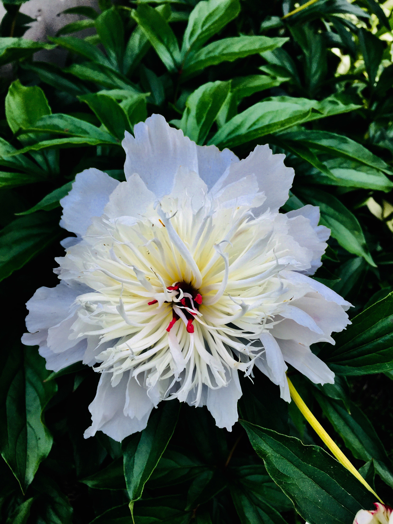 Apple iPhone 6 Plus sample photo. Flower of spring photography