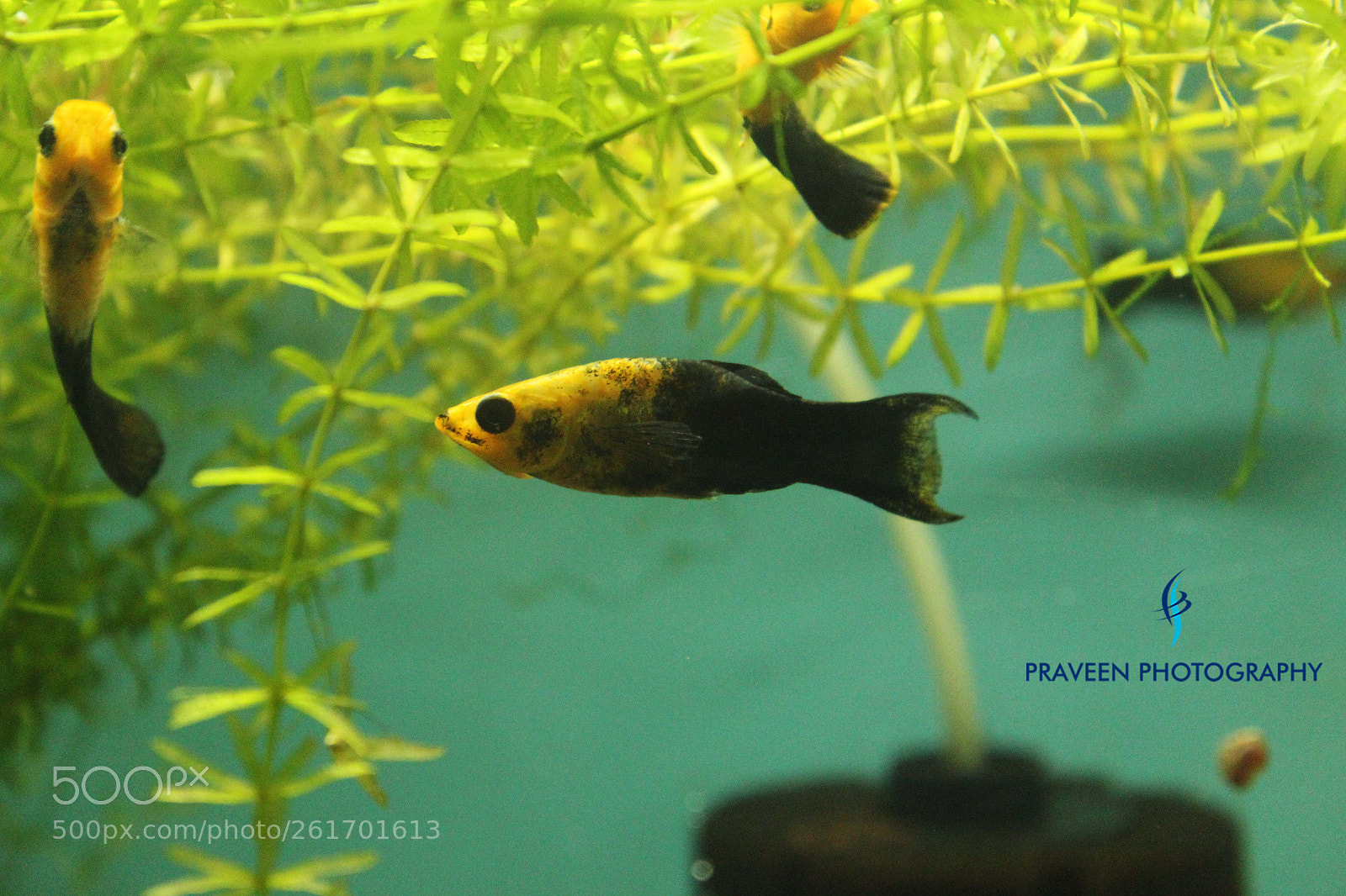 Canon EOS 1200D (EOS Rebel T5 / EOS Kiss X70 / EOS Hi) sample photo. Yrllow black fish photography