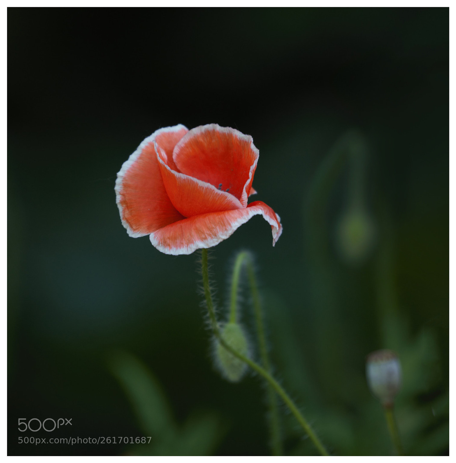 Canon EOS 6D sample photo. Untitled photography