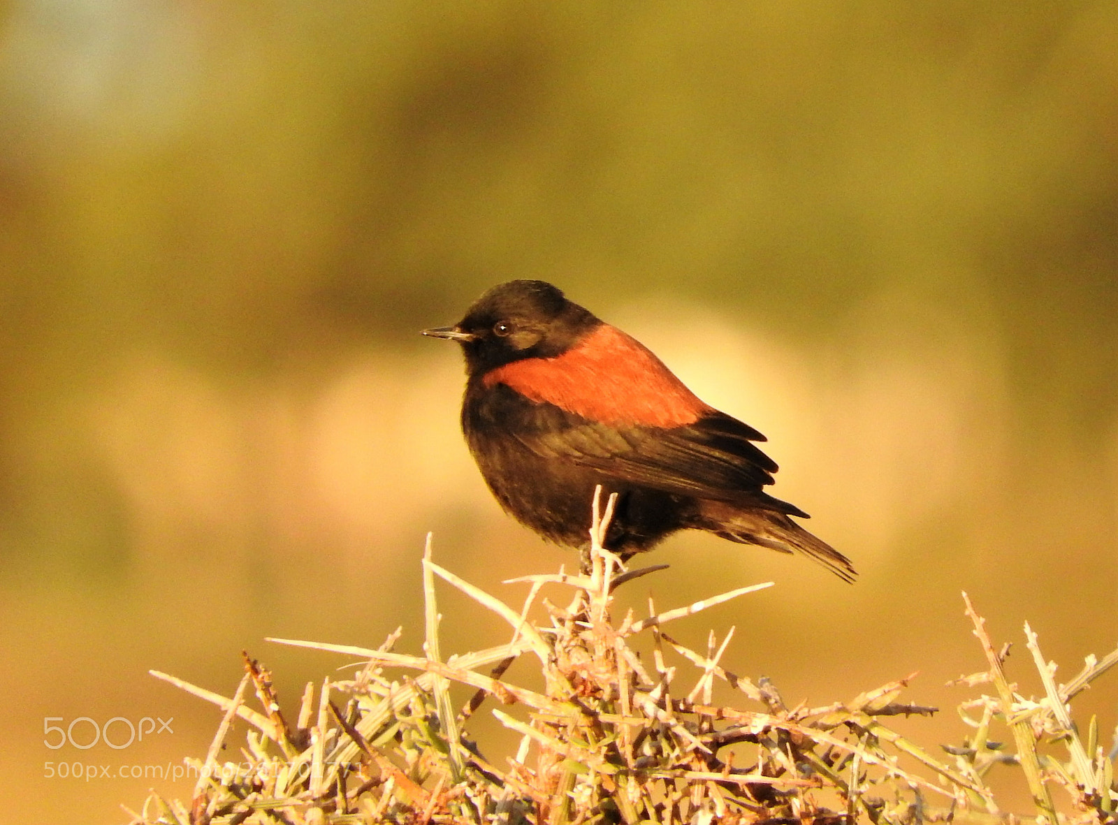 Nikon Coolpix P610 sample photo. 63 - sobrepuesto( lessonia rufa) photography