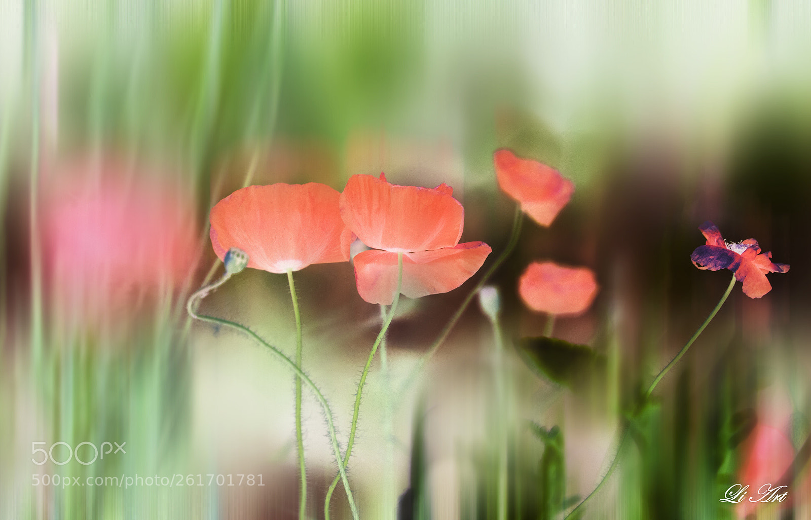 Canon EOS 7D Mark II sample photo. 梦中的花 photography