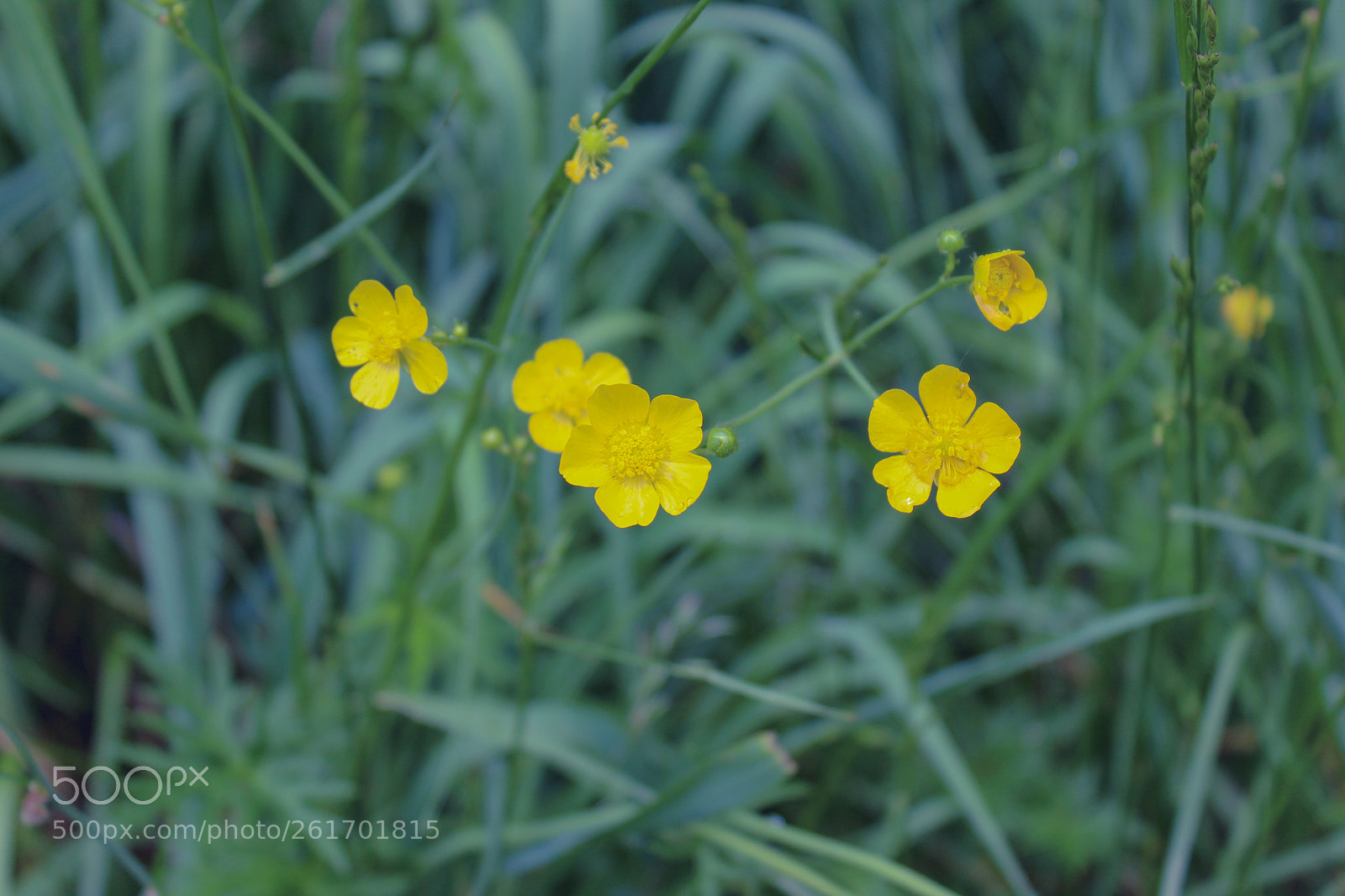 Canon EOS 1200D (EOS Rebel T5 / EOS Kiss X70 / EOS Hi) sample photo. Wildflower photography