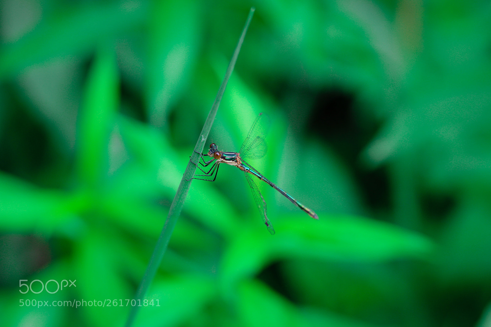 Canon EOS 1200D (EOS Rebel T5 / EOS Kiss X70 / EOS Hi) sample photo. Dragon fly photography