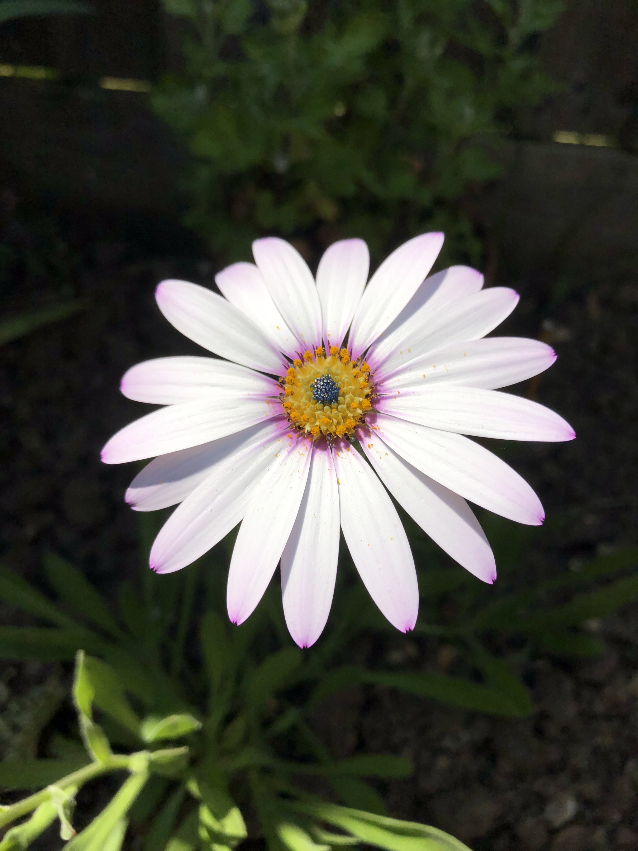 Apple iPhone 8 Plus sample photo. Light in the dark photography