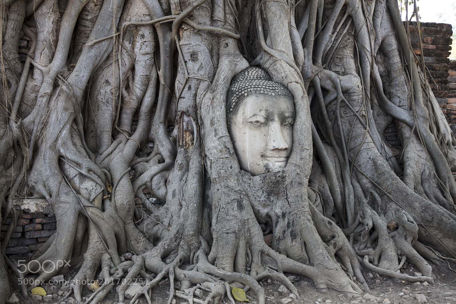 Canon EOS 5DS sample photo. Buddha encased in banyan photography