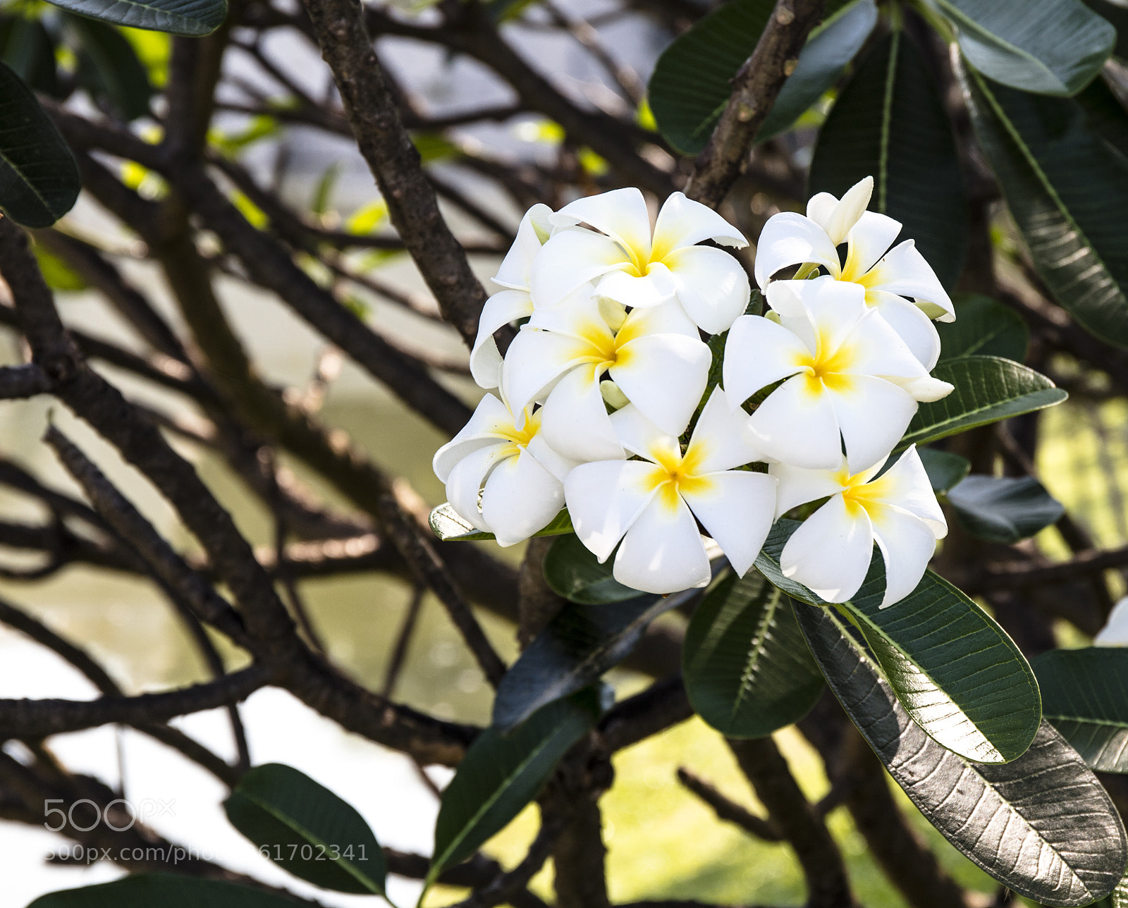 Canon EOS 5DS sample photo. Plumerias bang pa in photography