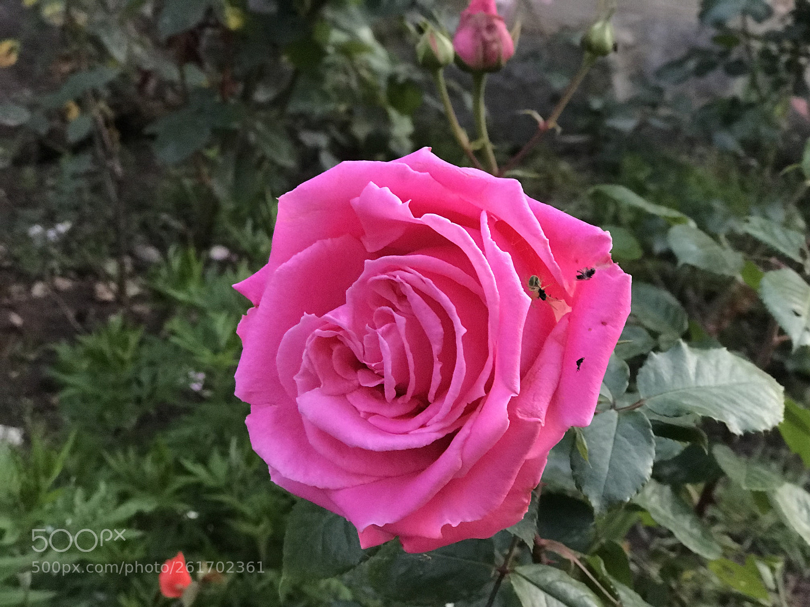 Apple iPhone 7 Plus sample photo. Untitled photography