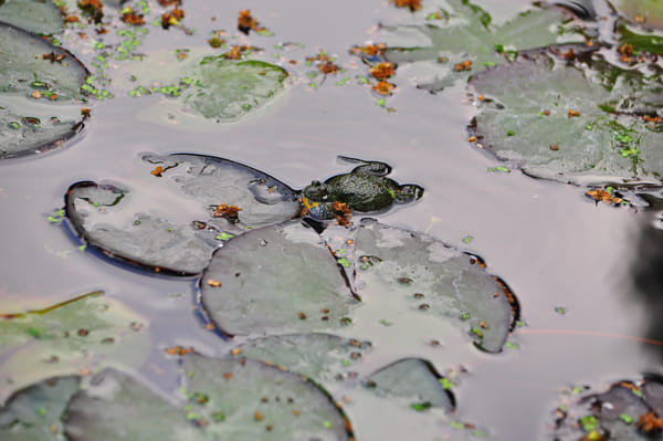 ❤️新品バッグ付き❤️Nikon D90 超望遠 300mm レンズセット❤️ ミラーレス一眼カメラ「Z50II」18-140 VR レンズキット | ニコン