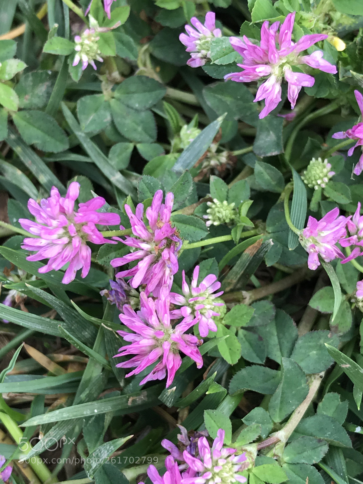Apple iPhone 7 Plus sample photo. Red clover photography