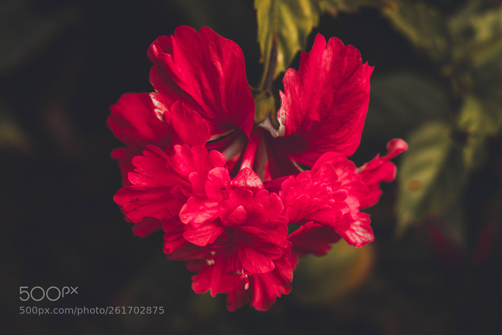 Canon EOS 77D (EOS 9000D / EOS 770D) sample photo. Hibiscus #1 photography