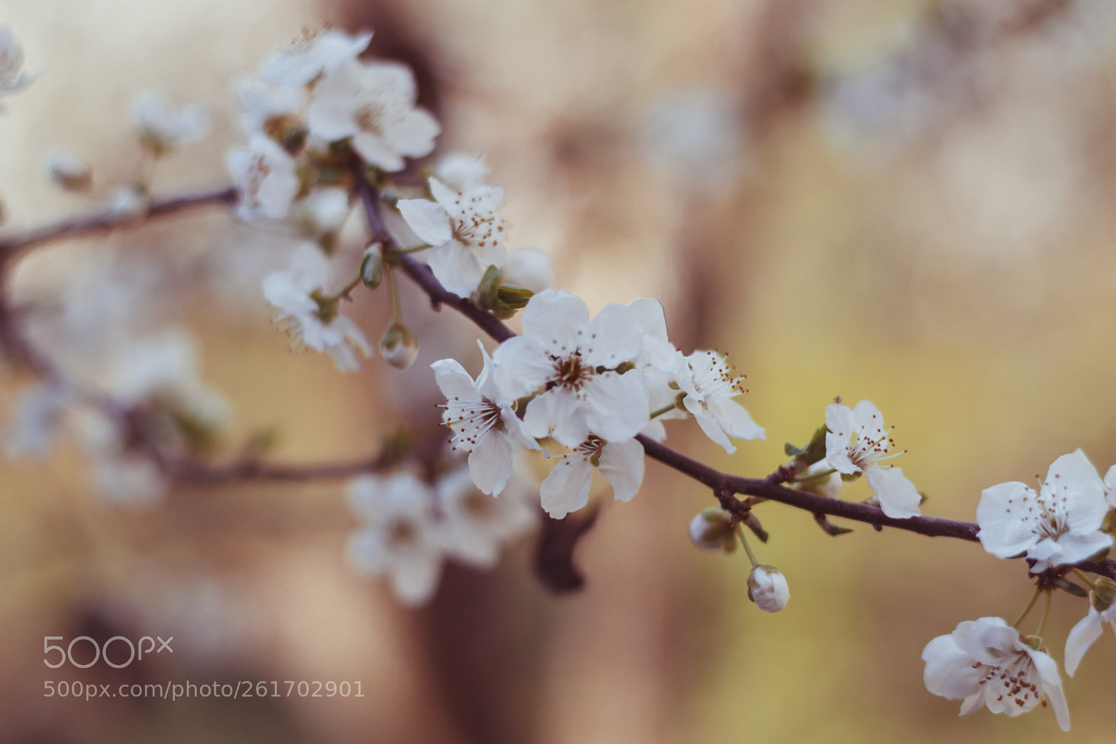 Nikon D3300 sample photo. " almond blossom " photography