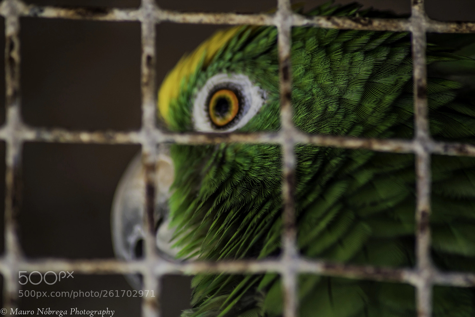 Canon EOS 1300D (EOS Rebel T6 / EOS Kiss X80) sample photo. Yellow crowned amazon parrot photography