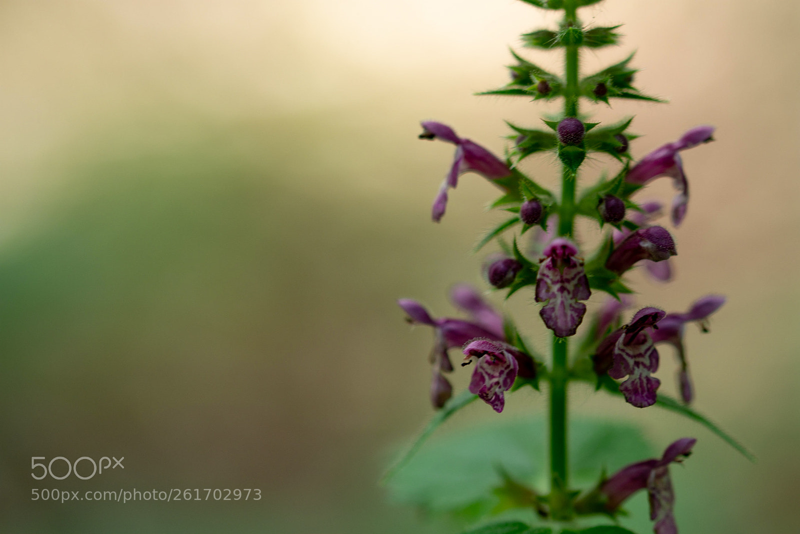Nikon D7200 sample photo. Little purple flowers photography