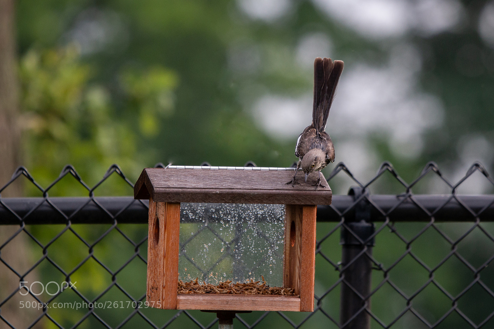 Canon EOS 70D sample photo. Mockingbird photography