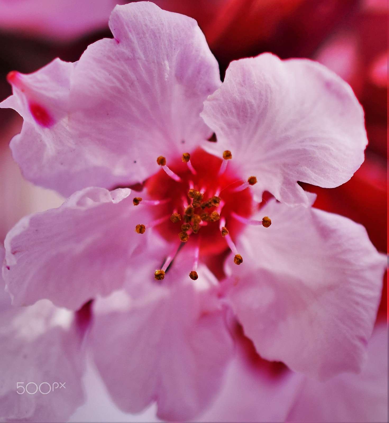 Nikon D3300 + Nikon AF-S DX Micro Nikkor 40mm F2.8 sample photo. Springtime blooms photography