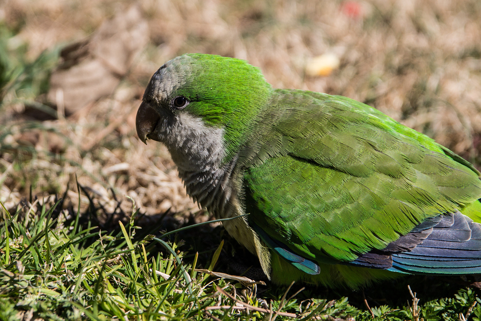 Canon EOS 650D (EOS Rebel T4i / EOS Kiss X6i) sample photo. Parrot photography