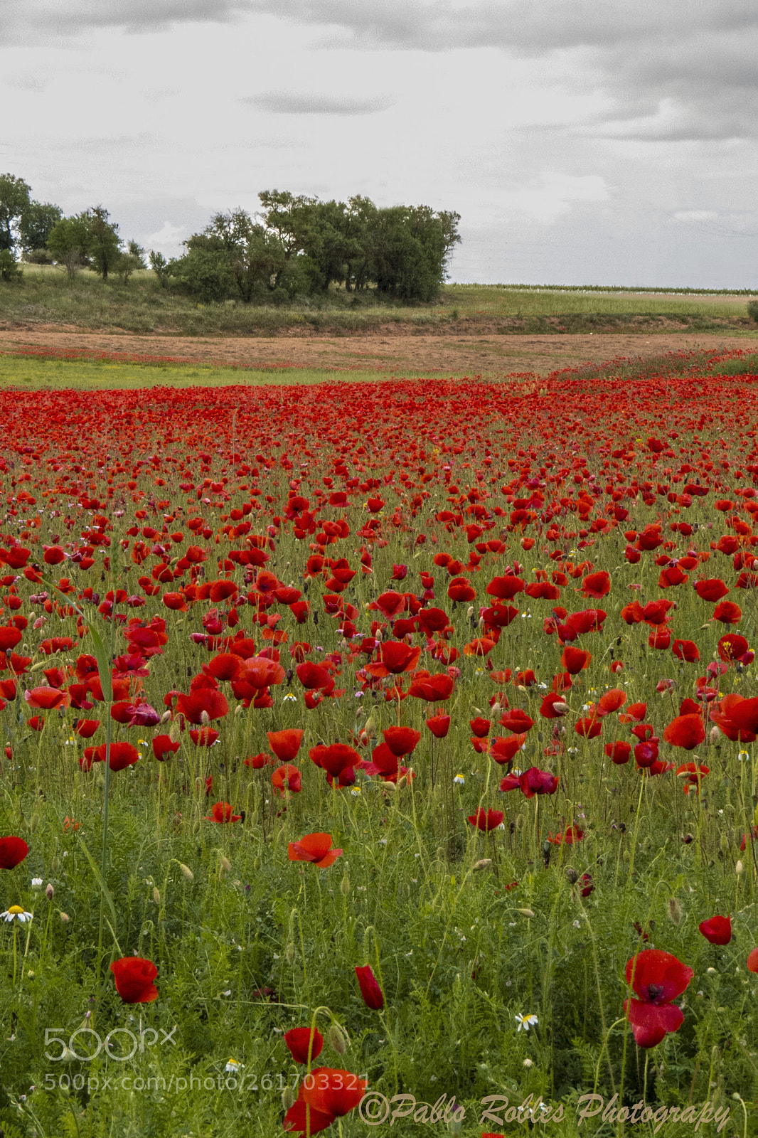 Canon PowerShot SX50 HS sample photo. Amapolas photography
