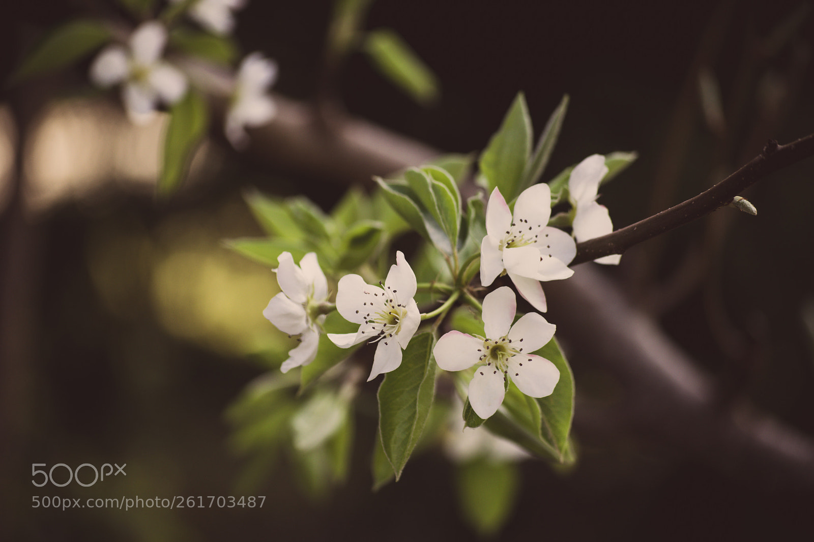 Nikon D3300 sample photo. " fleurs " photography
