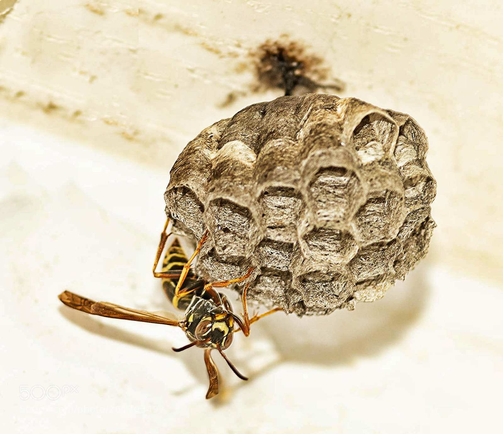 Nikon D750 sample photo. Wasps nest photography