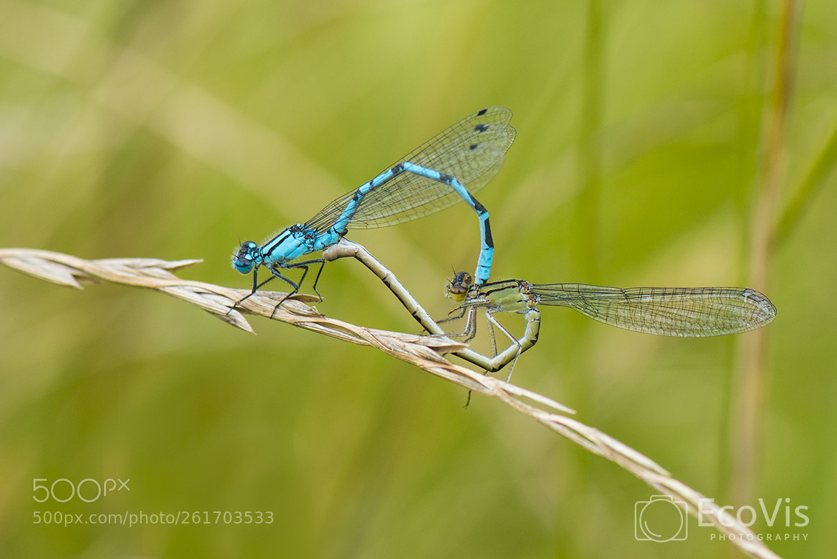 Nikon D810 sample photo. Damselfly photography