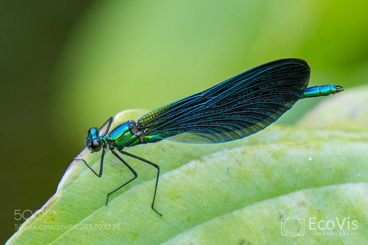 Nikon D810 sample photo. Demoiselle photography