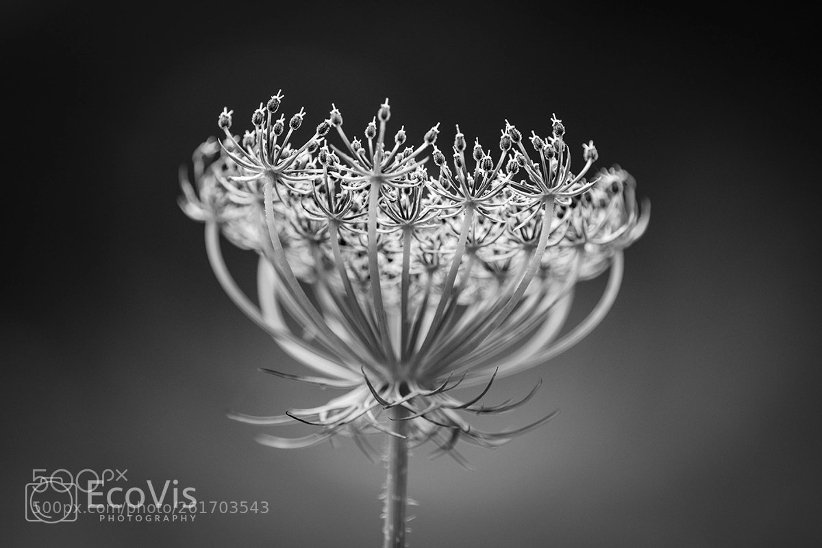 Nikon D810 sample photo. Seed head photography