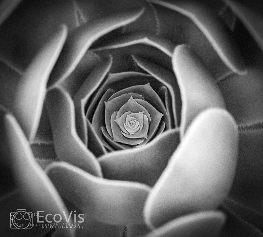 Nikon D810 sample photo. Untitled photography
