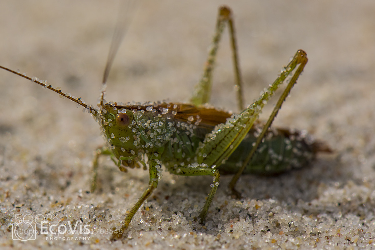 Nikon D810 sample photo. Untitled photography