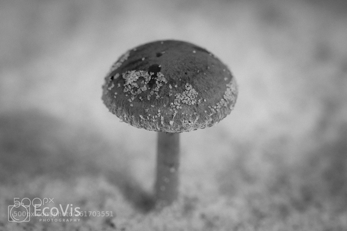 Nikon D810 sample photo. Muschroom photography