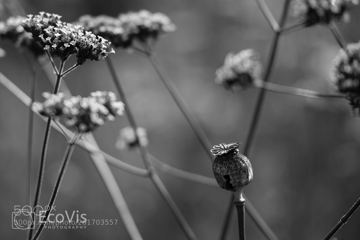 Nikon D810 sample photo. Seedheads photography