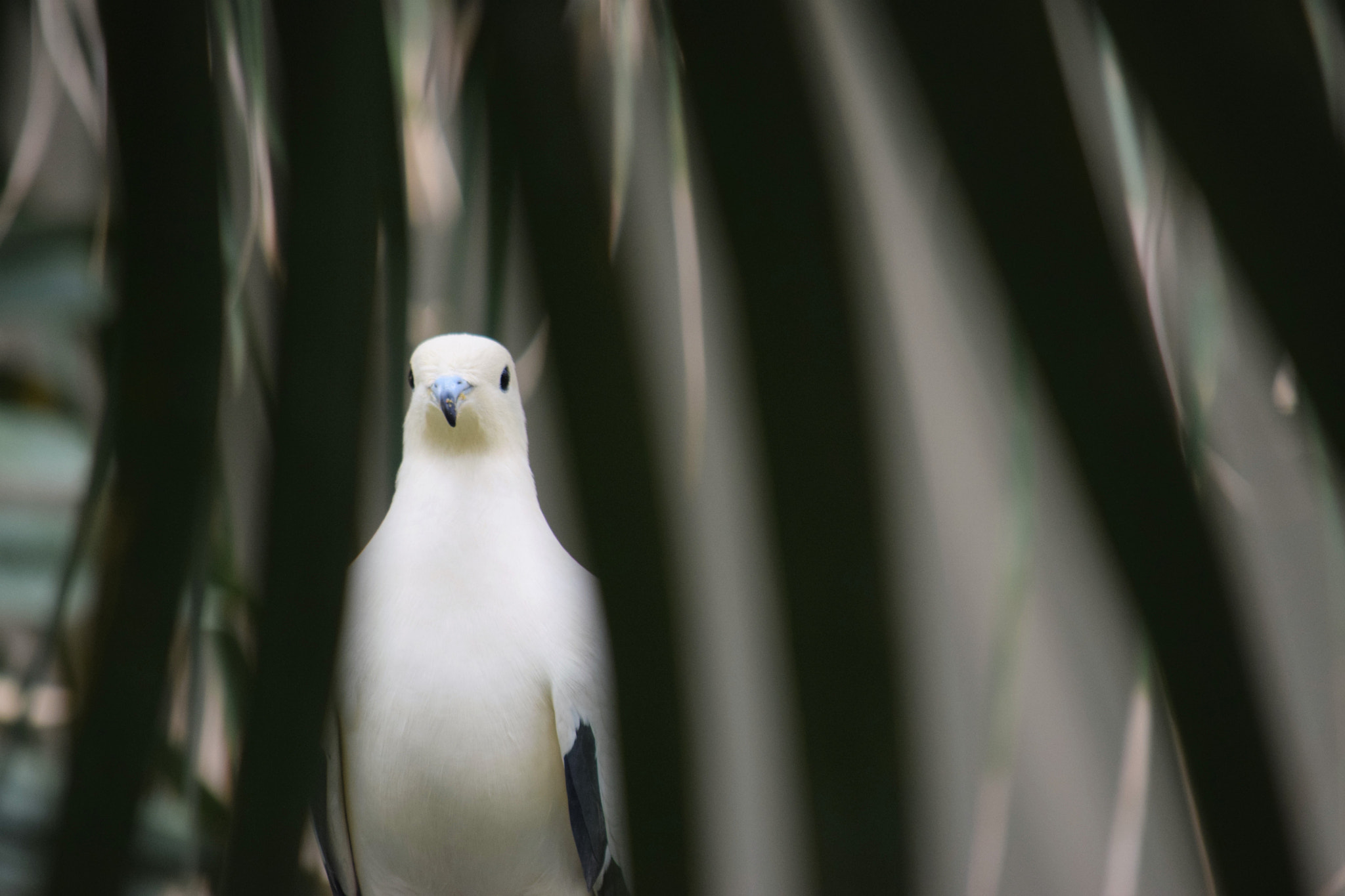 Nikon D3300 sample photo. Peeking through the ferns photography
