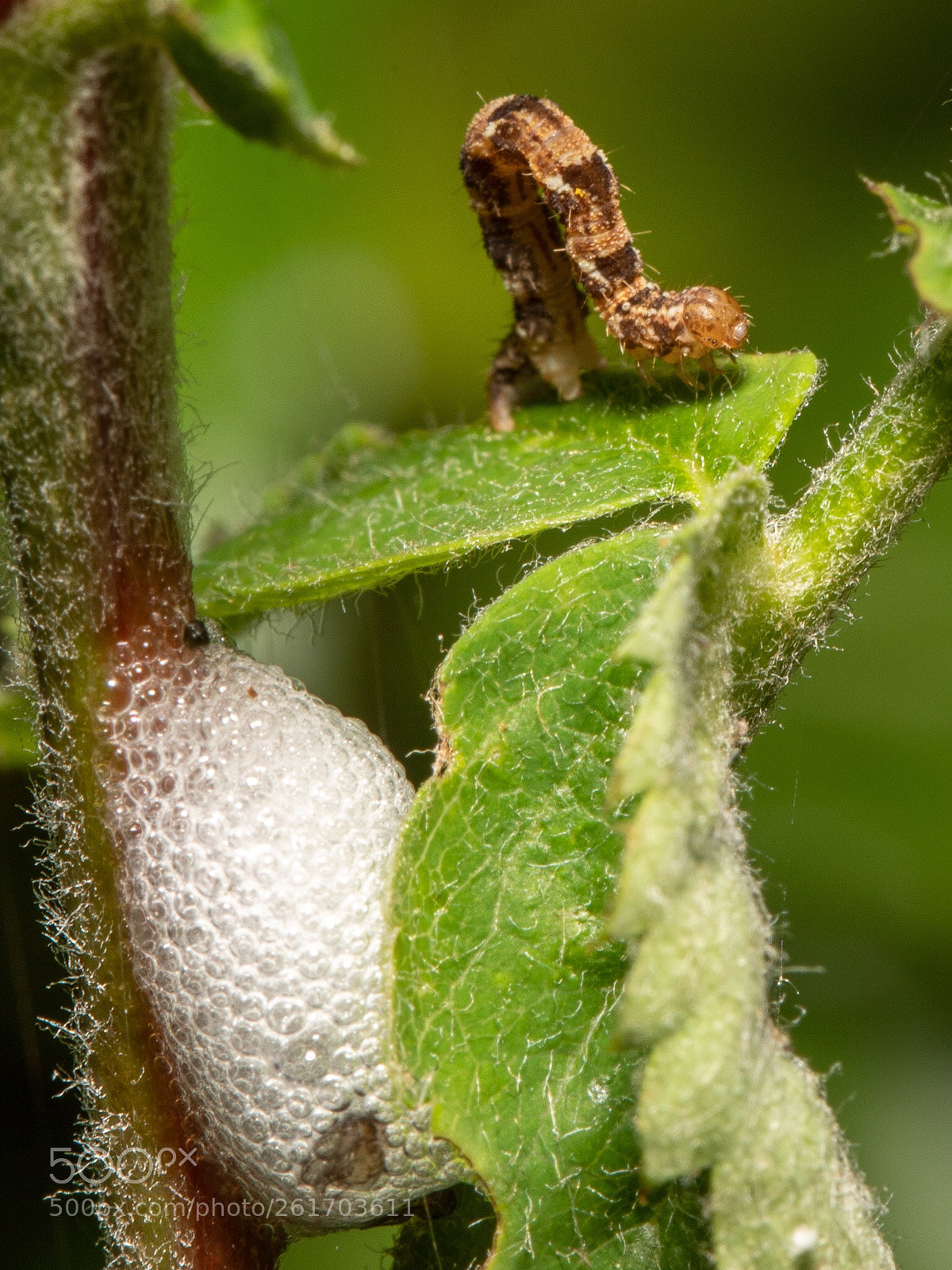 Canon EOS 5D Mark IV sample photo. Caterpillar and cuckoo spit photography