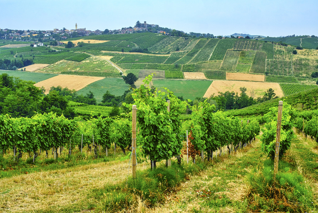 Oltrepo Piacentino (Italy), rural landscape at summer by Claudio G. Colombo on 500px.com