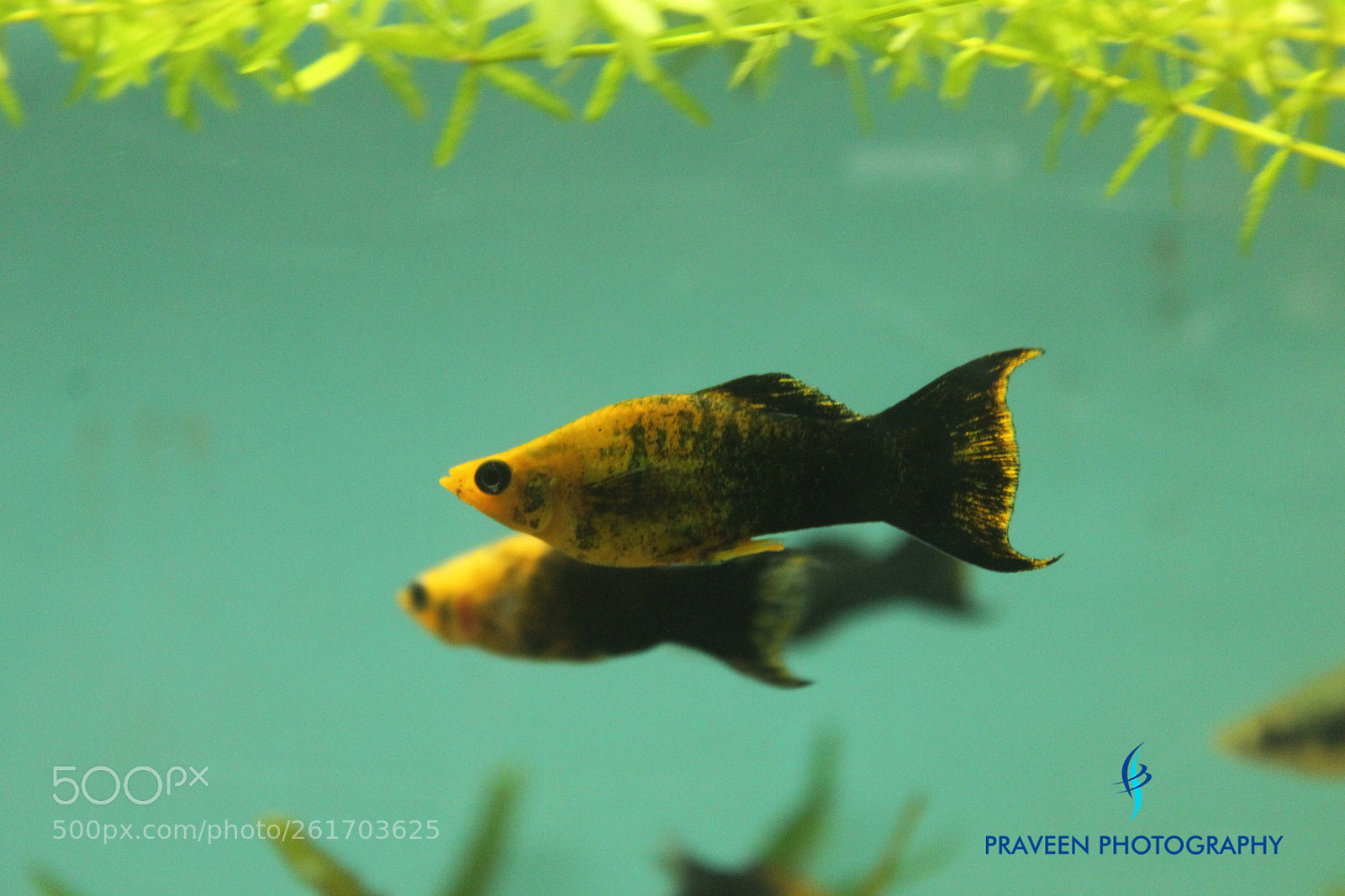 Canon EOS 1200D (EOS Rebel T5 / EOS Kiss X70 / EOS Hi) sample photo. Yellow black fish photography